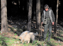 La Regione vuole portare il tartufo siciliano sulle tavole gourmet. E parte da Agrigento