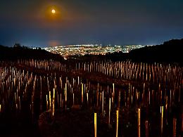 Musica, arte e dendrosofia: "Notturno Favazza" venerd&igrave;  24 luglio al via a Fornazzo 