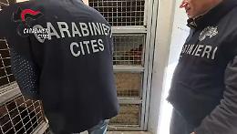 Uno scimpanzé in casa di un maltese nel Siracusano: l'animale tenuto in catene e gravemente ferito