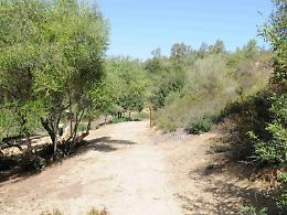 Caltagirone: Bosco di Santo Pietro, progetto di riforestazione con videosorveglianza