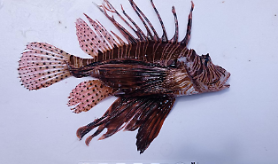 Nel mare di Ragusa &egrave; allarme: segnalato per la prima volta un pesce scorpione