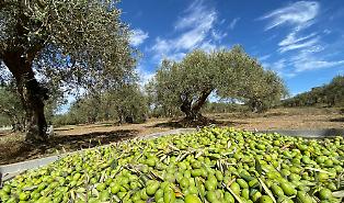 Per il Gambero Rosso il miglior Olio Dop d&rsquo;Italia si produce in Sicilia. Ecco dove trovarlo
