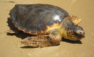 Caretta Caretta depone le sue uova nel tratto di spiaggia pi&ugrave; affollato di Gela