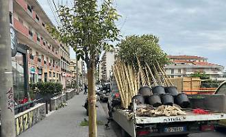 Pi&ugrave; verde ad Acireale: partono oggi i lavori per piantumare 71 nuovi alberi