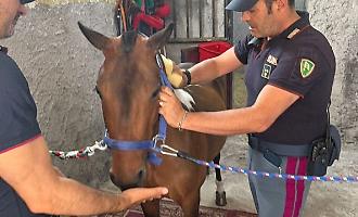 Sequestrato a San Cristoforo un pony tenuto al buio in una stalla abusiva: denunciato il proprietario
