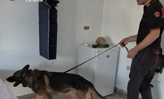 Il cane antidroga dei carabinieri fiuta il nascondiglio: arrestati due fratelli