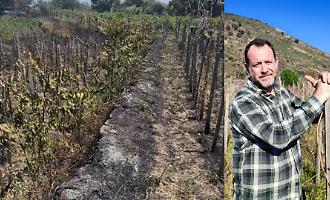 Incendio doloso distrugge le viti sull'Etna: &laquo;Non brucia solo un vigneto, brucia una storia di memoria agricola&raquo;