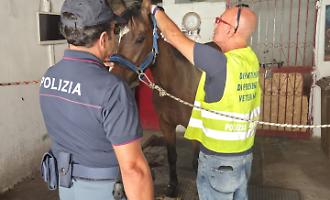 Stalla abusiva a Picanello con un cavallo e un puledro: microchip installato e multa da 6.000 euro