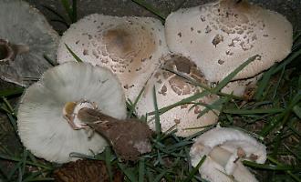 Funghi, tempo di delizie e di pericoli: ecco le trappole da evitare