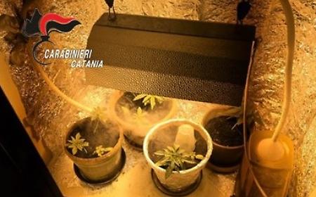 Finestra rotta a Catania: lite familiare e scoperta choc, una serra di marijuana nell'armadio