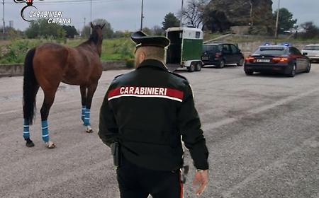 Purosangue si allenava per le corse clandestine: quattro denunciati