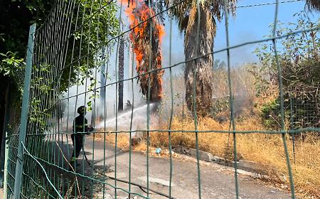 Ancora un incendio a Catania: in fiamme le palme di fronte ai campetti di calcio di via Velletri