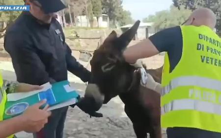 Fattoria abusiva scoperta in agriturismo nel Catanese: animali sequestrati e multe per oltre 30mila euro