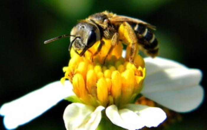 Api matematiche: sono in grado di riconoscere lo zero