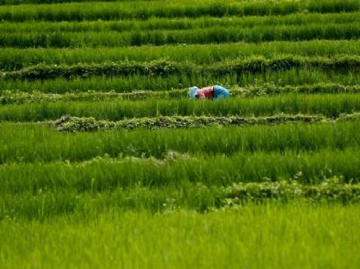 Agricoltura in Sicilia, dalla Regione 30 milioni destinati a 408 progetti