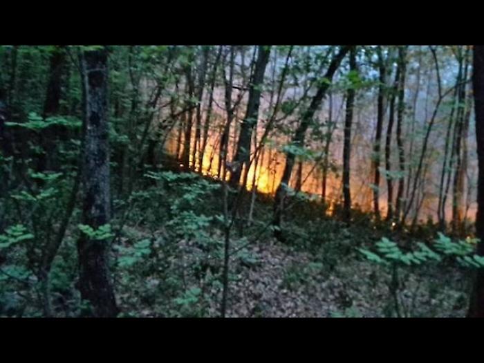 È emergenza ambientale in Sicilia dopo che le fiamme nel 2025 hanno bruciato 49mila ettari