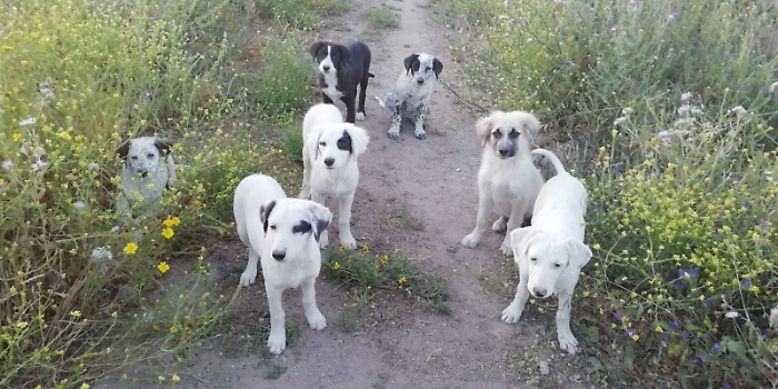 Avvelenati 6 cani randagi, grido d'allarme di "Uniti per Salvarli"