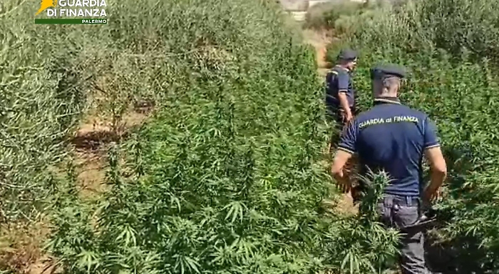 Piantagione di marijuana in un uliveto a Partinico: sequestrata