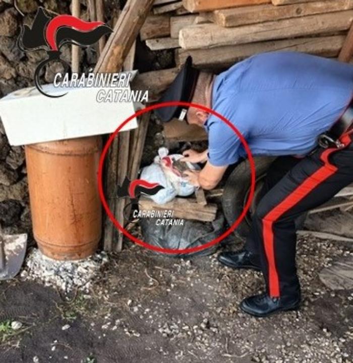 Blitz dei Carabinieri ad Acireale: il cane King guida al sequestro di oltre 8 kg di marijuana, arrestato un 27enne
