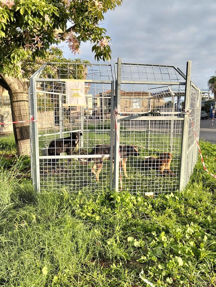 Bloccato branco di cani randagi tra Mascali e Riposto: tre catturati e affidati ai veterinari