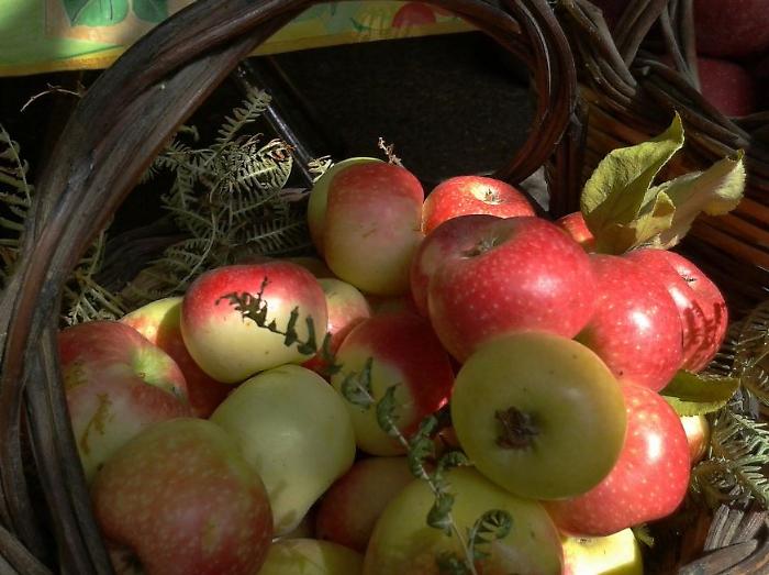 Frutta dimenticata di Sicilia: biodiversità da assaporare prima che scompaia