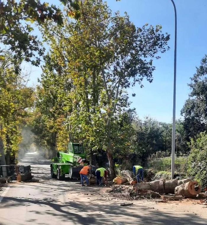 viagrande viale alberato