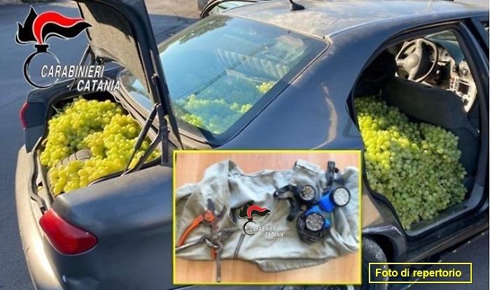 "Razziatori d'uva" nelle campagne del Catanese: due denunciati dopo un inseguimento