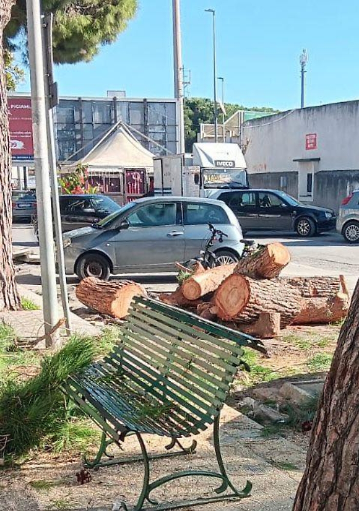 Vittoria, Forza Italia denuncia: "Continua la strage di alberi"