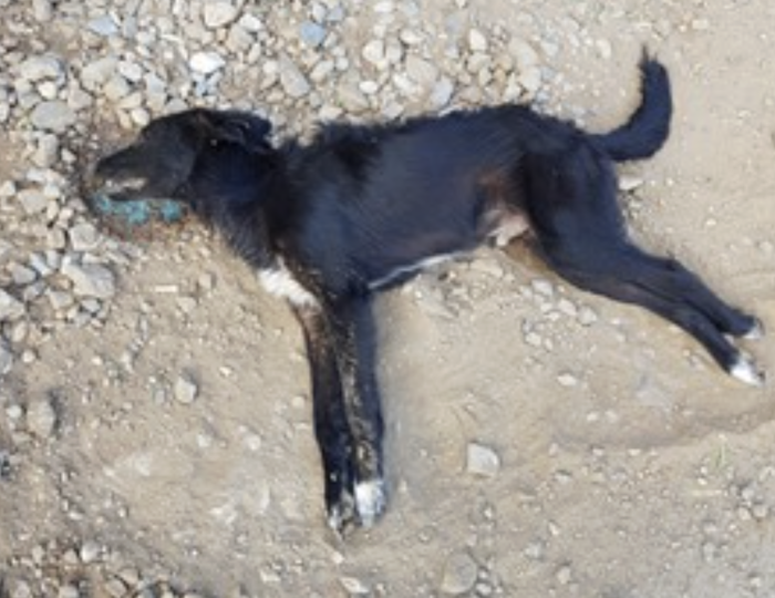 Cani uccisi a Comiso, citt&agrave; sotto shock