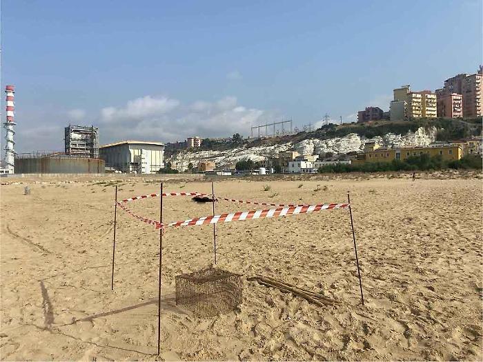Addio alle tartarughe Caretta caretta? Il grido del Wwf: "Il dissalatore uccide la spiaggia di Marinella"