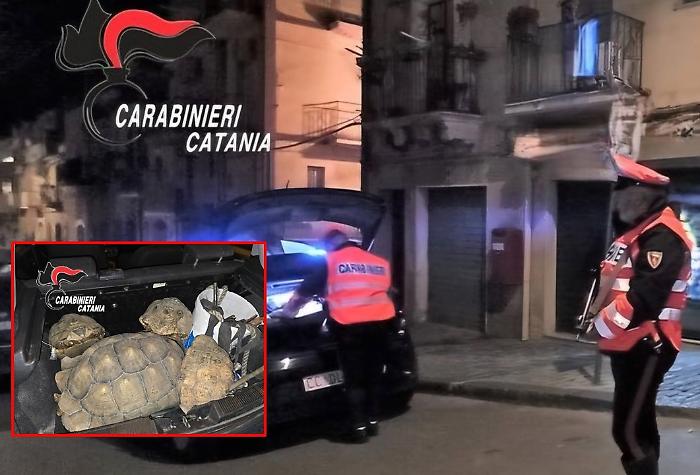 Attrezzi da scasso e quattro tartarughe protette in  un'auto: denunciati due uomini