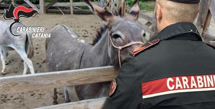 Asinelli rubati recuperati in un recinto a Piedimonte Etneo: due denunciati per abigeato