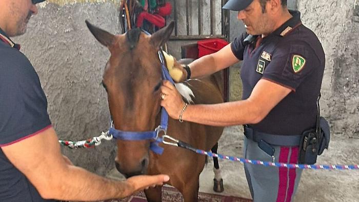 Sequestrato a San Cristoforo un pony tenuto al buio in una stalla abusiva: denunciato il proprietario