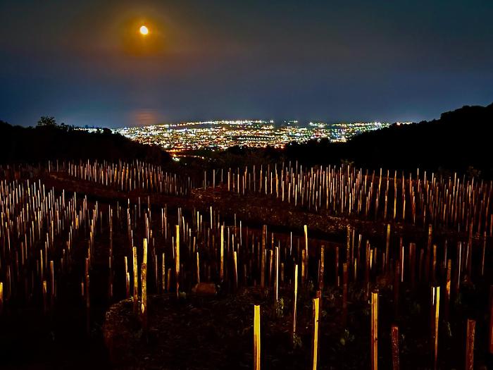 Musica, arte e dendrosofia: "Notturno Favazza" venerd&igrave;  24 luglio al via a Fornazzo 