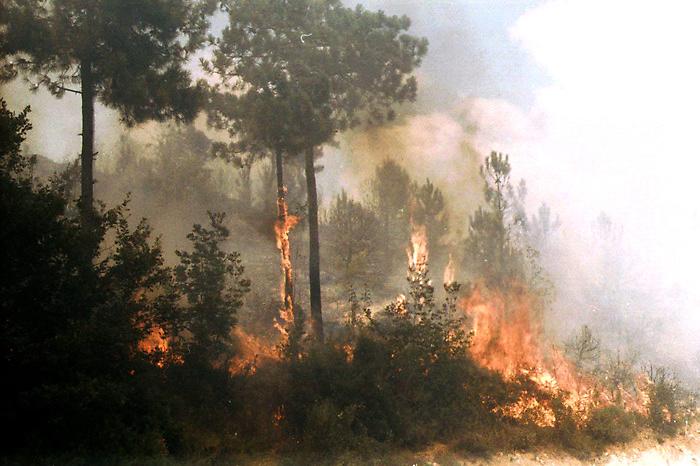 Boschi inceneriti dalle fiamme a Enna, la promessa del Comune: "Subito un piano per ripiantumare"