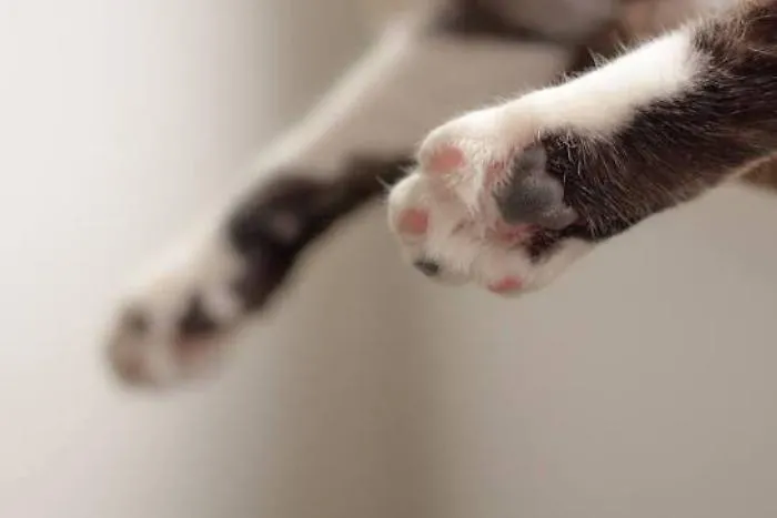 Ramacca, strage di gatti e crudelt&agrave; ripetute contro i piccoli felini: il sindaco denuncia ai carabinieri dopo gli avvelenamenti 