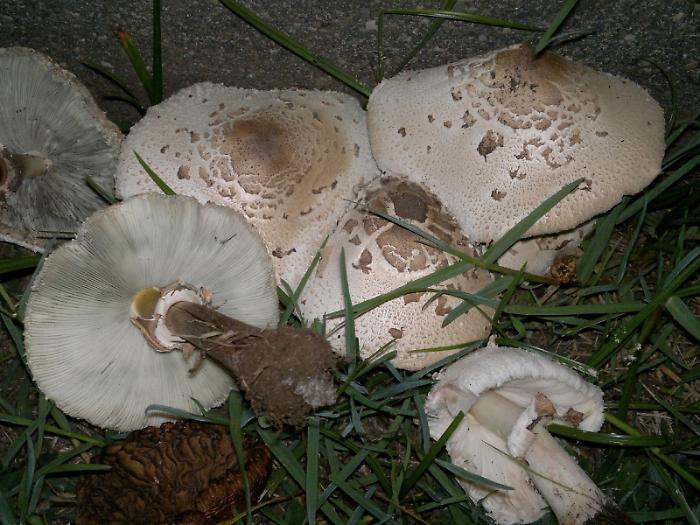 Funghi, tempo di delizie e di pericoli: ecco le trappole da evitare