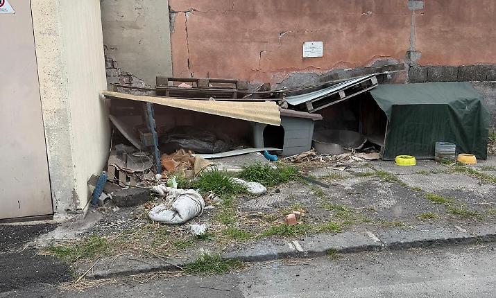 Inseguimenti e aggressioni, alla zona industriale di Catania &egrave; allarme randagismo: &laquo;Ma dare loro da mangiare &egrave; un errore&raquo;