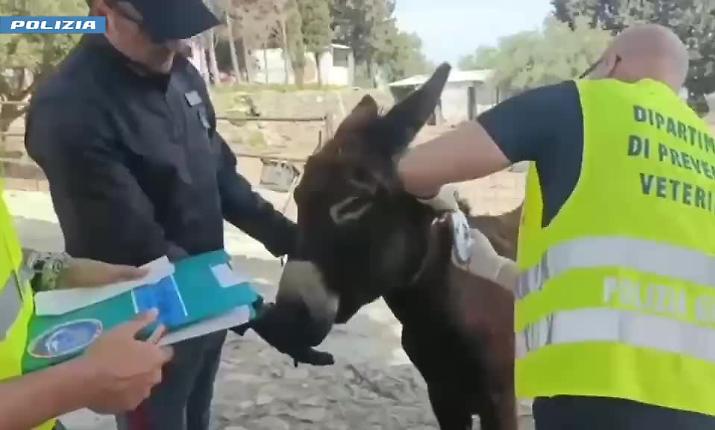 Fattoria abusiva scoperta in agriturismo nel Catanese: animali sequestrati e multe per oltre 30mila euro